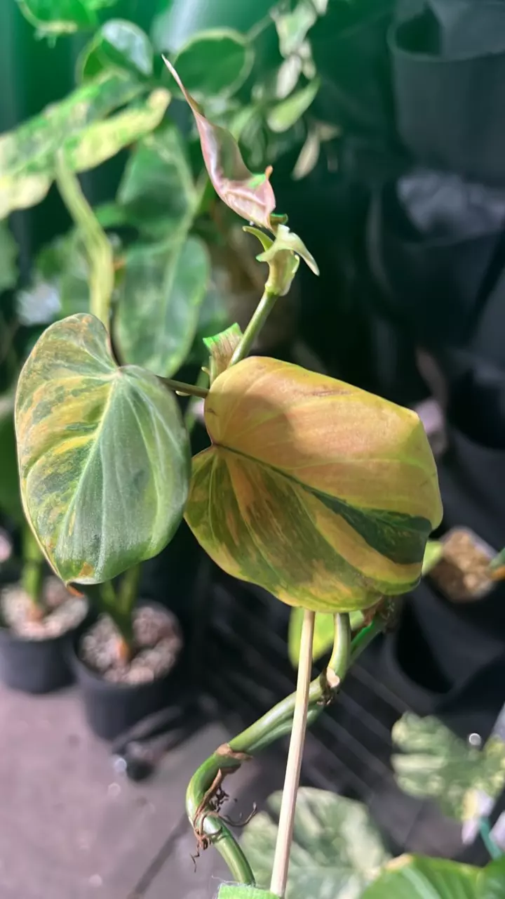 plant/variegated Micans-0