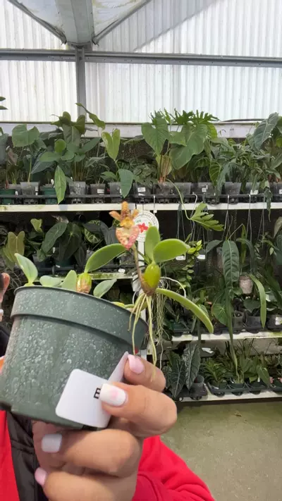 plant/e718 bulbophyllum lasiochilum-0-thumbnail