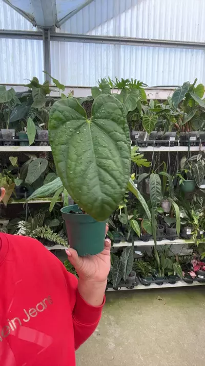 plant/e721 ant David Portilla dreams-0-thumbnail