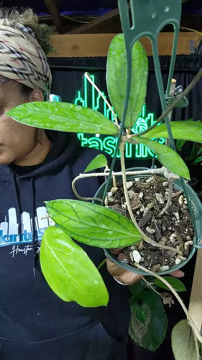 plant/hoya tanggamus basket-0-thumbnail