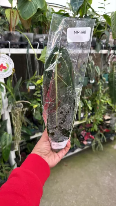 plant/np698 anth warrocqueanum-0-thumbnail