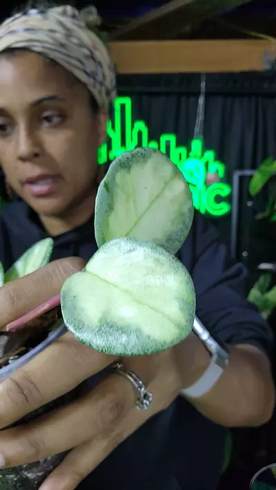 plant/hoya argentea princess cutting-0-thumbnail