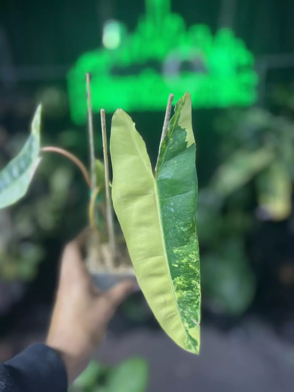 plant/Mystery Plant - Chance to win a Variagated Billie!!!-0