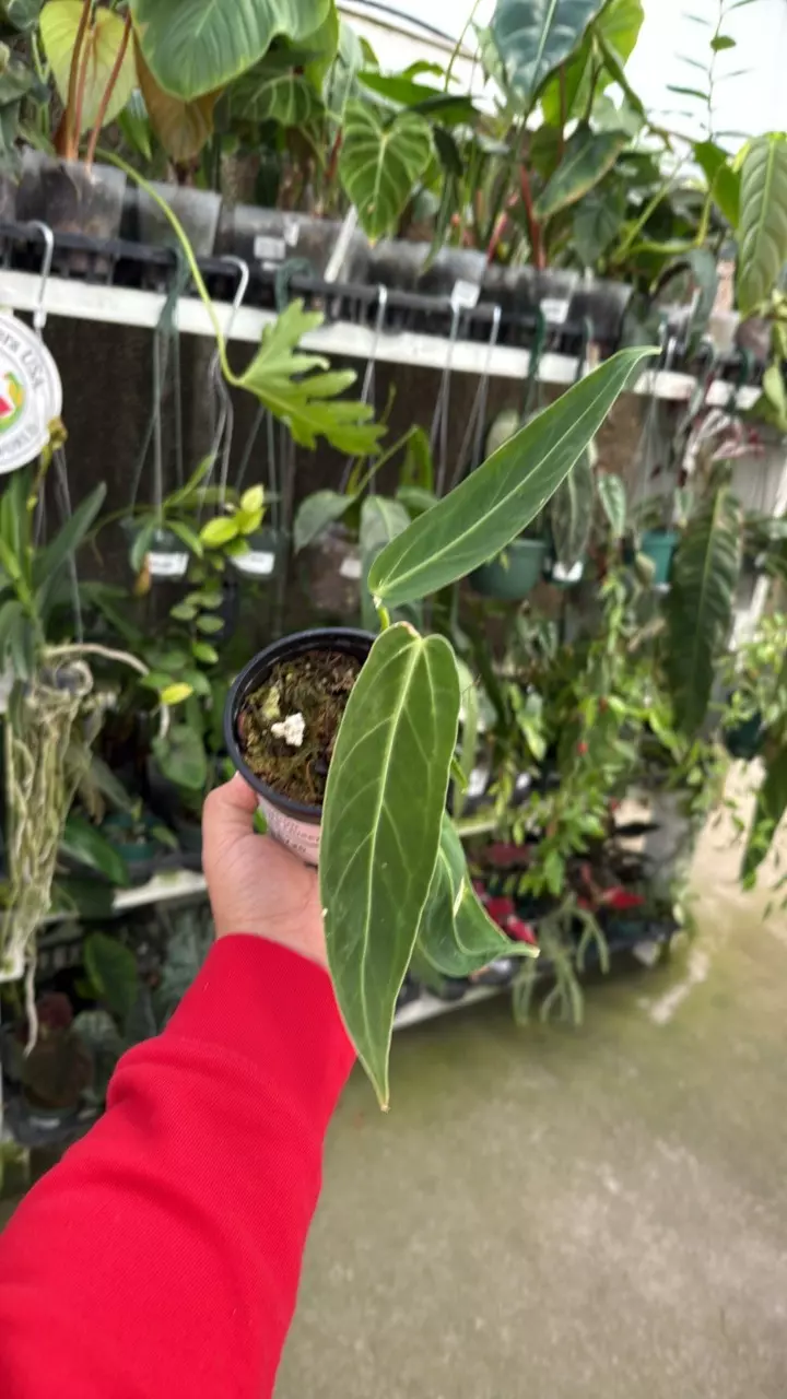 plant/e720 ant Zamora queen-0