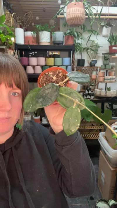 plant/Hoya 3”-0-thumbnail