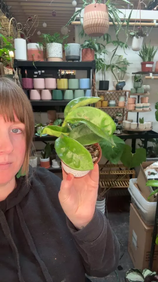 plant/Hoya Krinkle 8 3”-0