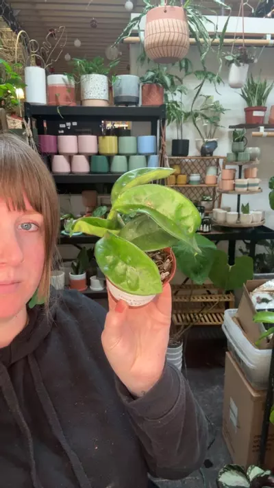 plant/Hoya Krinkle 8 3”-0-thumbnail