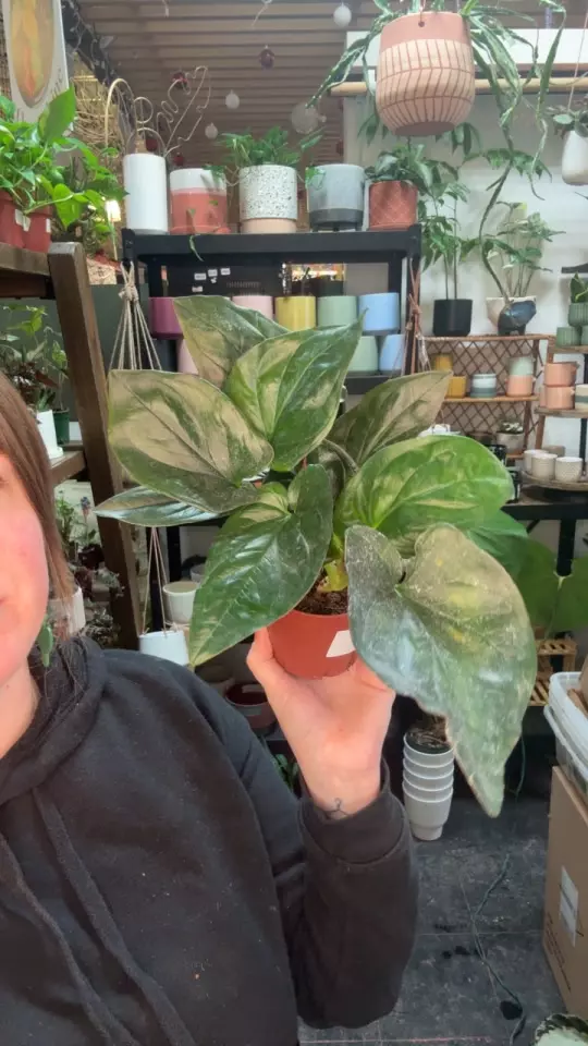 plant/Syngonium red arrow 4” 68-0