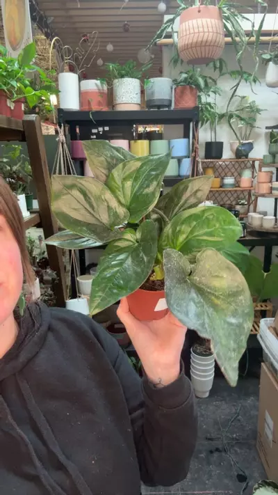 plant/Syngonium red arrow 4” 68-0-thumbnail