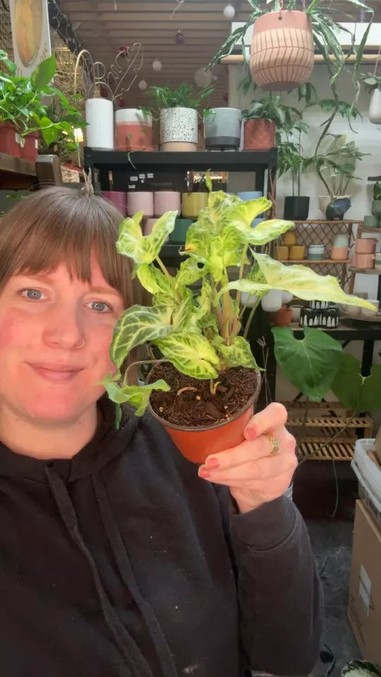 plant/Syngonium batik 4” 67-0