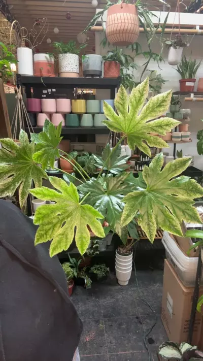 plant/Fatsia Spiders web 6”-0-thumbnail