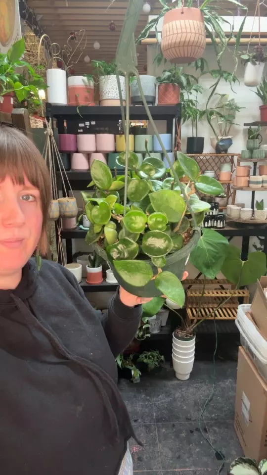 plant/Hoya Chelsea 8” HB 71-0