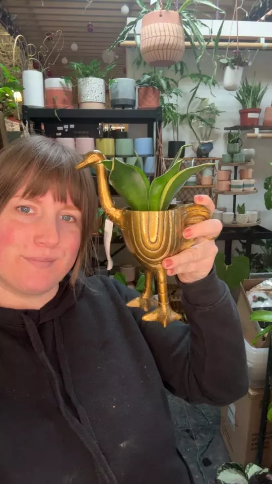 plant/ostrich with sans 2”-0