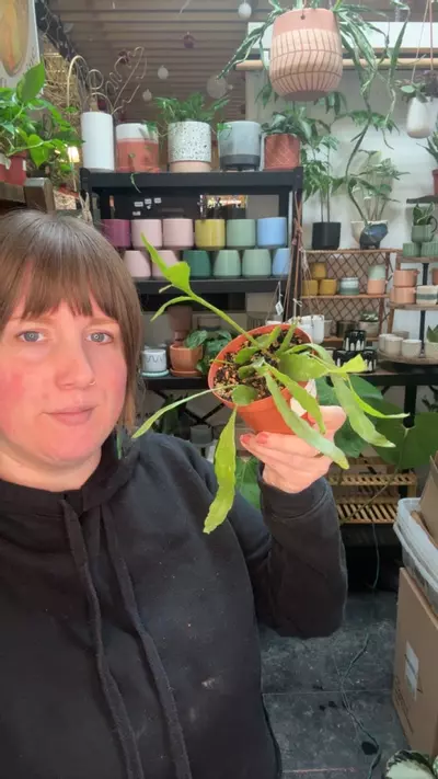 plant/mistletoe cactus 4” 70-0-thumbnail