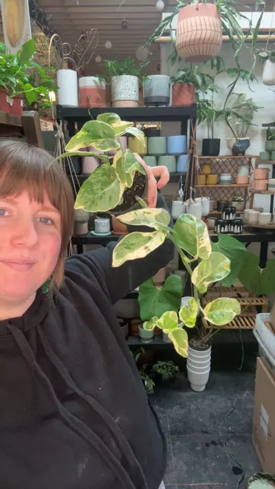 plant/pothos pearls n jade 3.5” 69-0-thumbnail