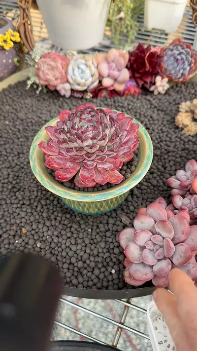 plant/G297 - E. Sunflower Treasure-0-thumbnail