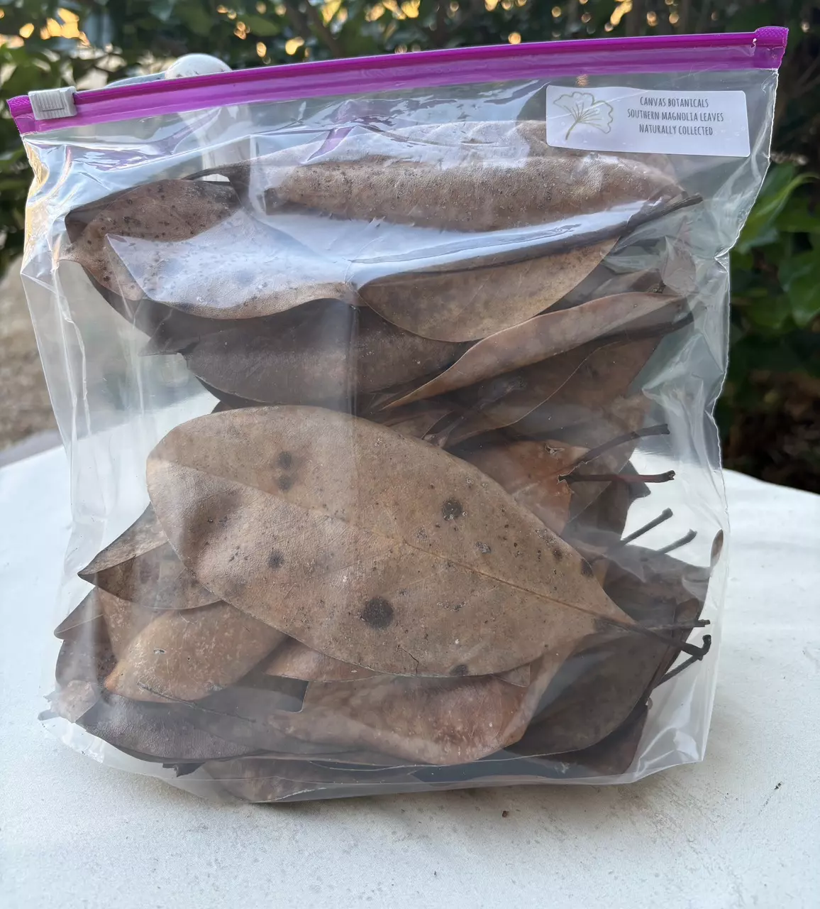 plant/dried Magnolia Leaves, 1 gallon-0