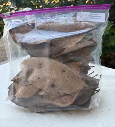 plant/dried Magnolia Leaves, 1 gallon-0-thumbnail
