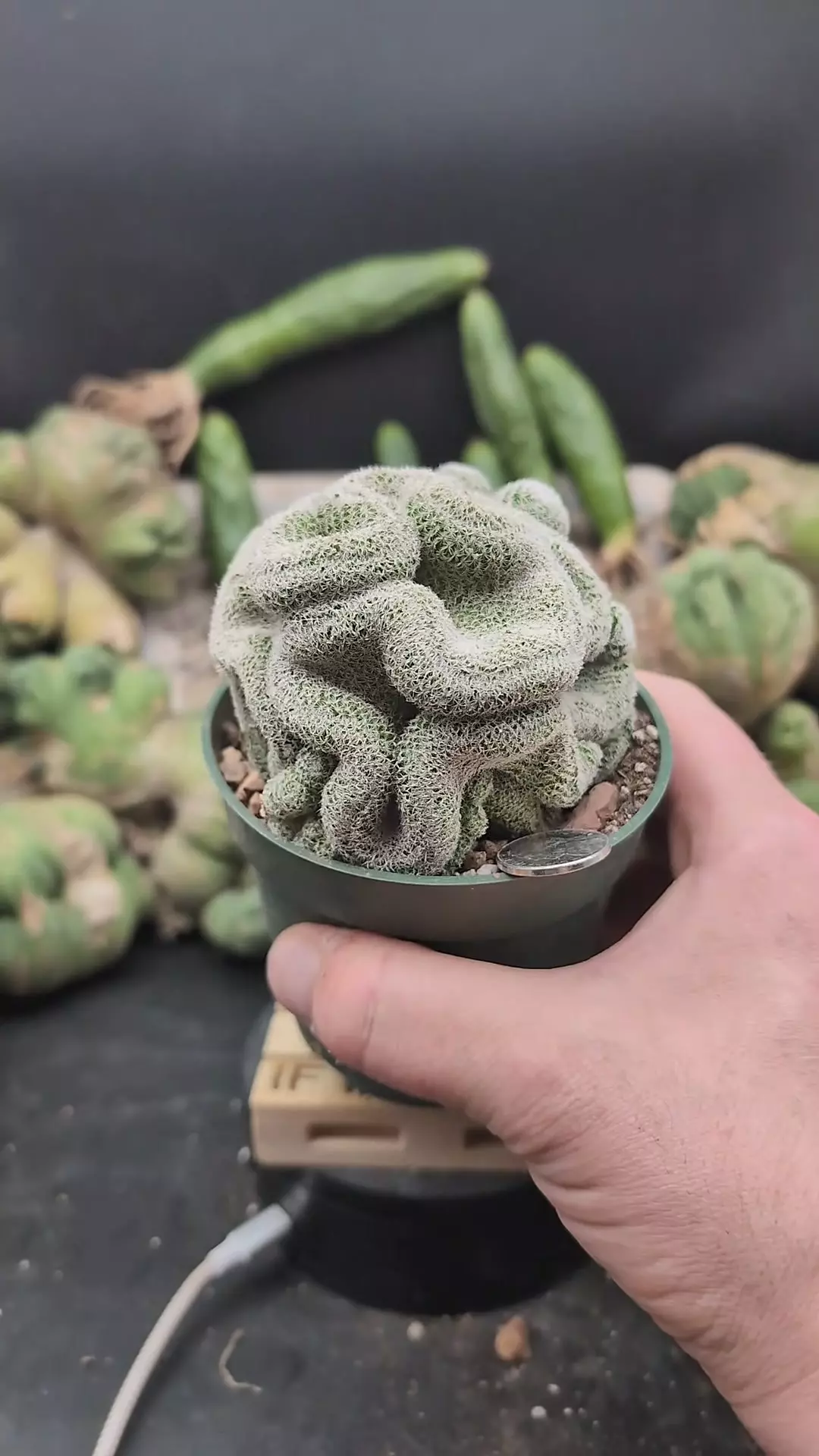 plant/p298 mammillaria perbella brains, bigger, 4" pot-0