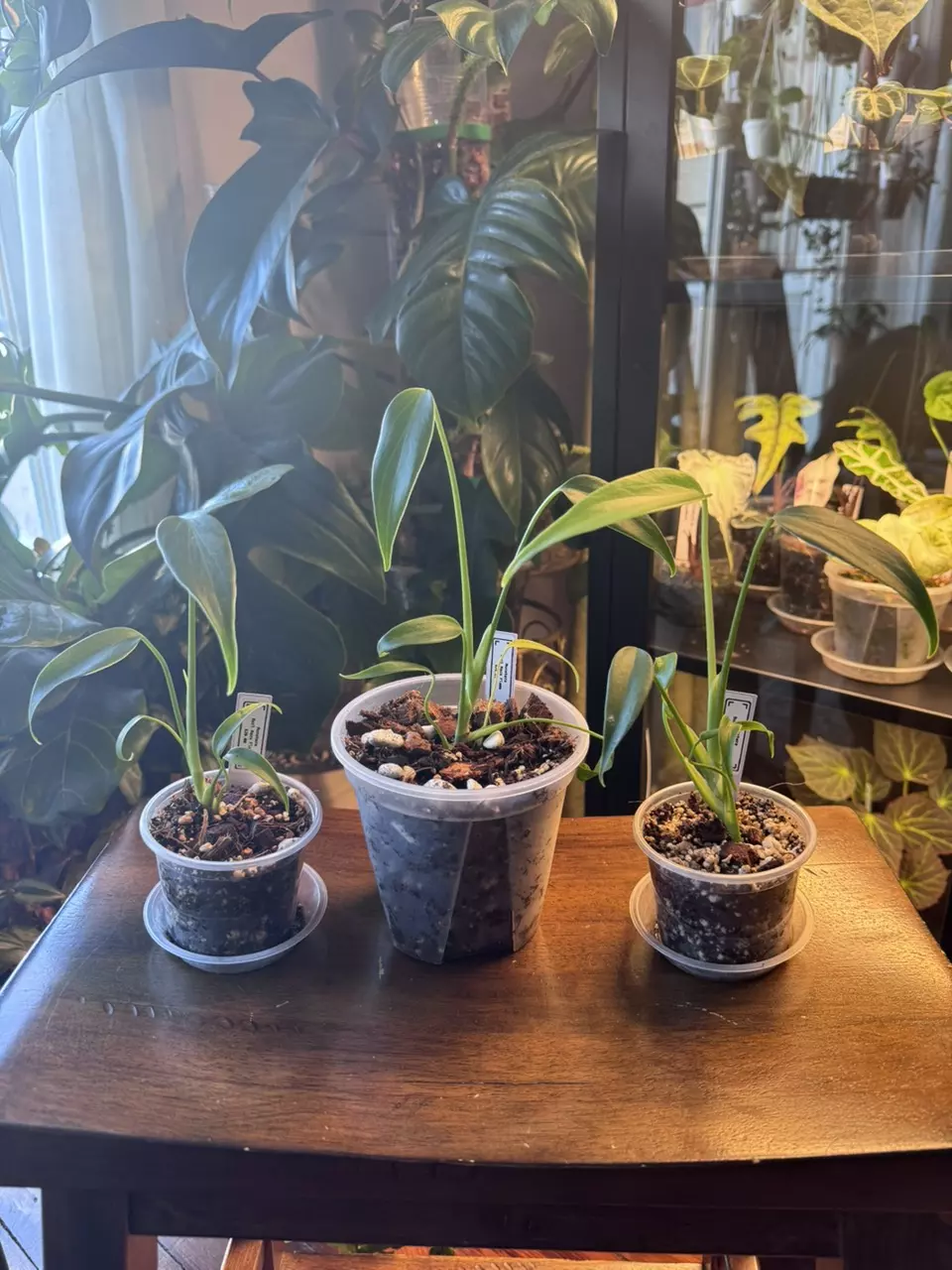 plant/Monstera Burle Marx Flame-0