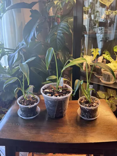 plant/Monstera Burle Marx Flame-0-thumbnail