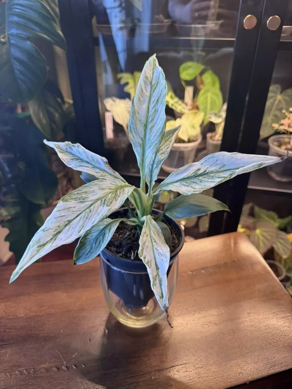 plant/Spathphyllum Sensation-0