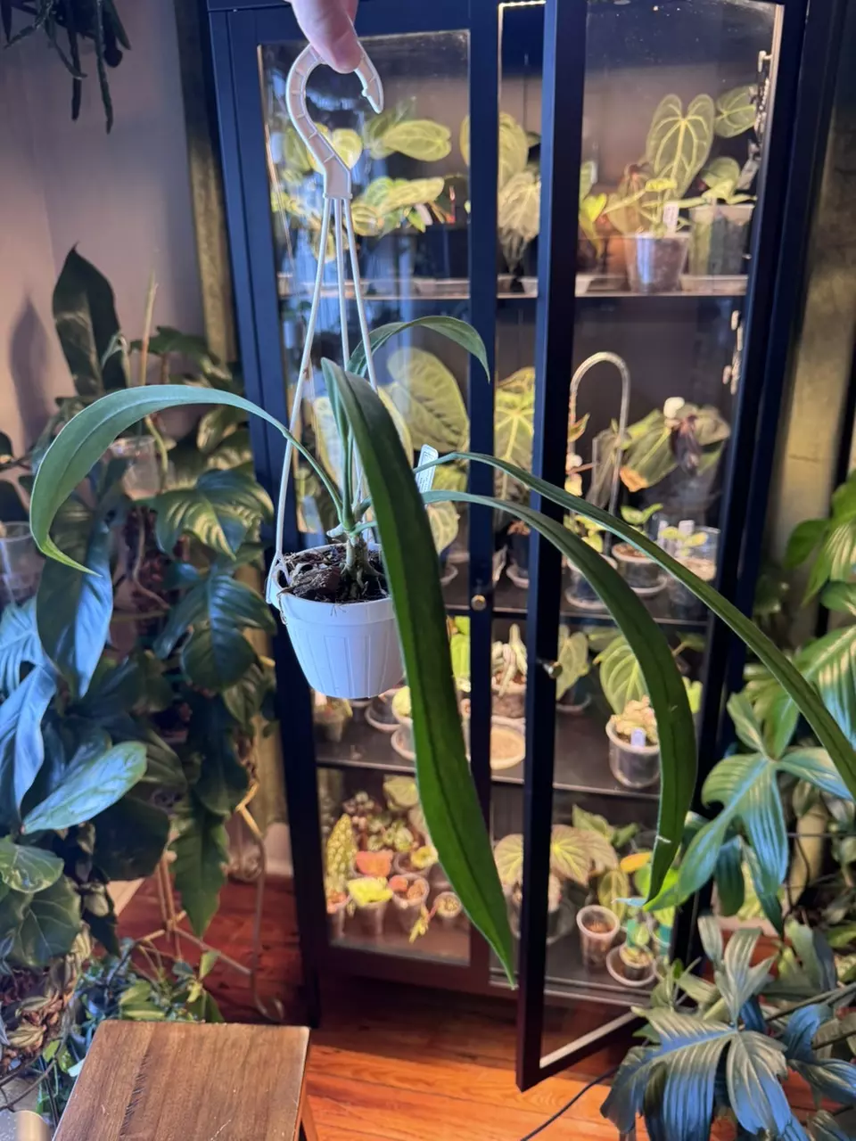 plant/anthurium vitt green-0