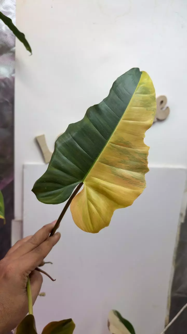 plant/Philodendron Fiora Mid node rooted with gp-0