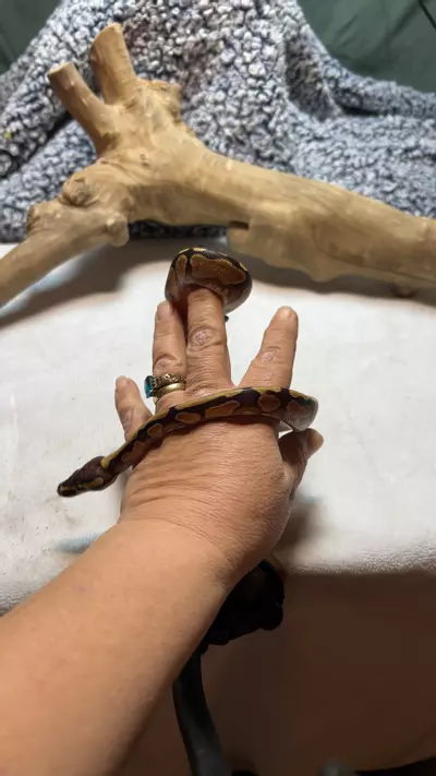 plant/1.0 Enchi OD HET PIED-0-thumbnail