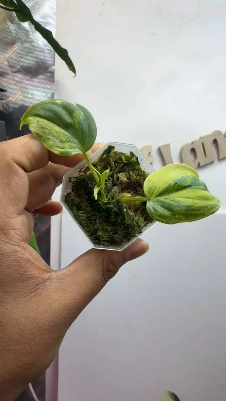 plant/Philodendron aurea but sun stress to Ferrari pink-0