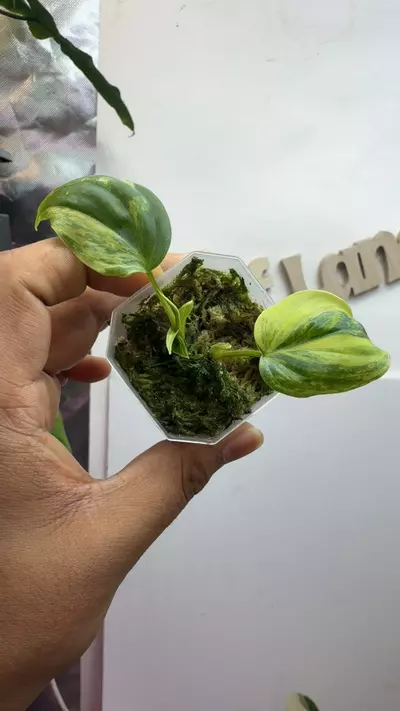 plant/Philodendron aurea but sun stress to Ferrari pink-0-thumbnail