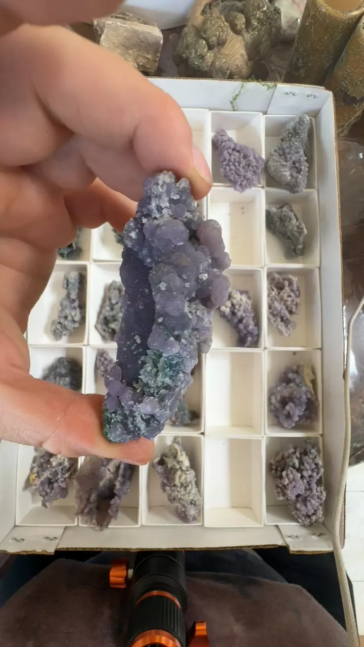 plant/grape agate-0