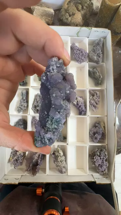 plant/grape agate-0-thumbnail