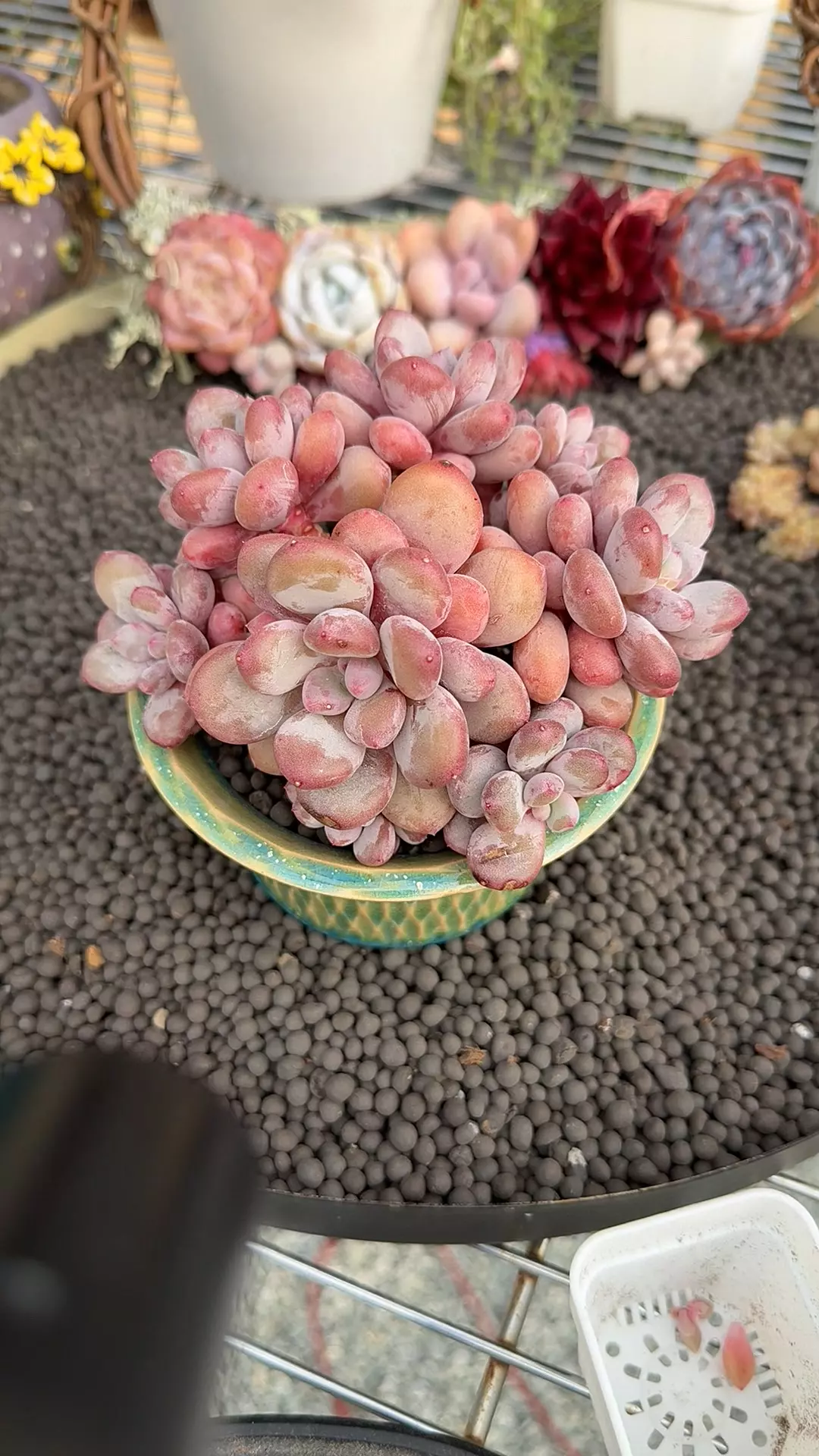 plant/G310 - P. Grape Beauty-0