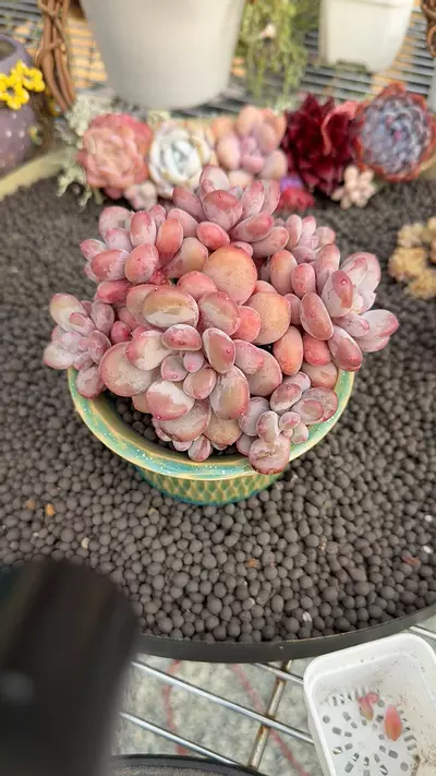 plant/G310 - P. Grape Beauty-0-thumbnail