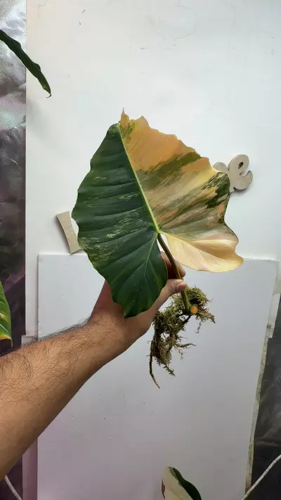 plant/Philodendron hybrid Fiora Variegated-0-thumbnail