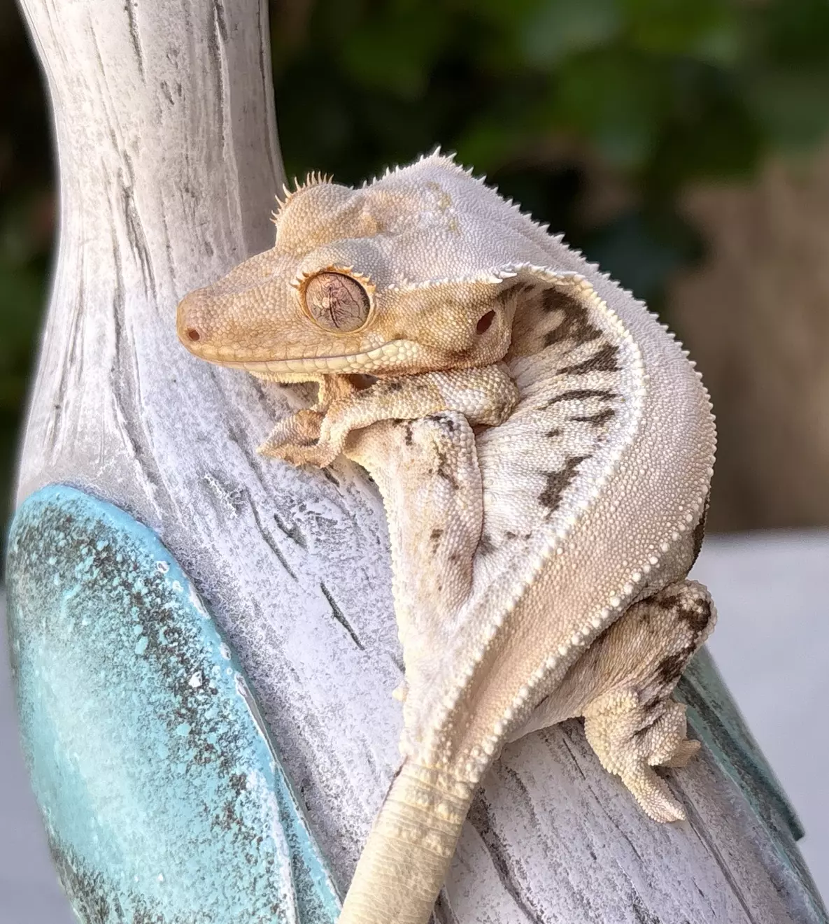 plant/ezlo x subzero NPV 10g-0