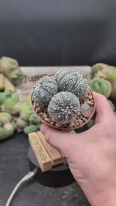 plant/p273 super Kabuto triplets 4" pot-0-thumbnail