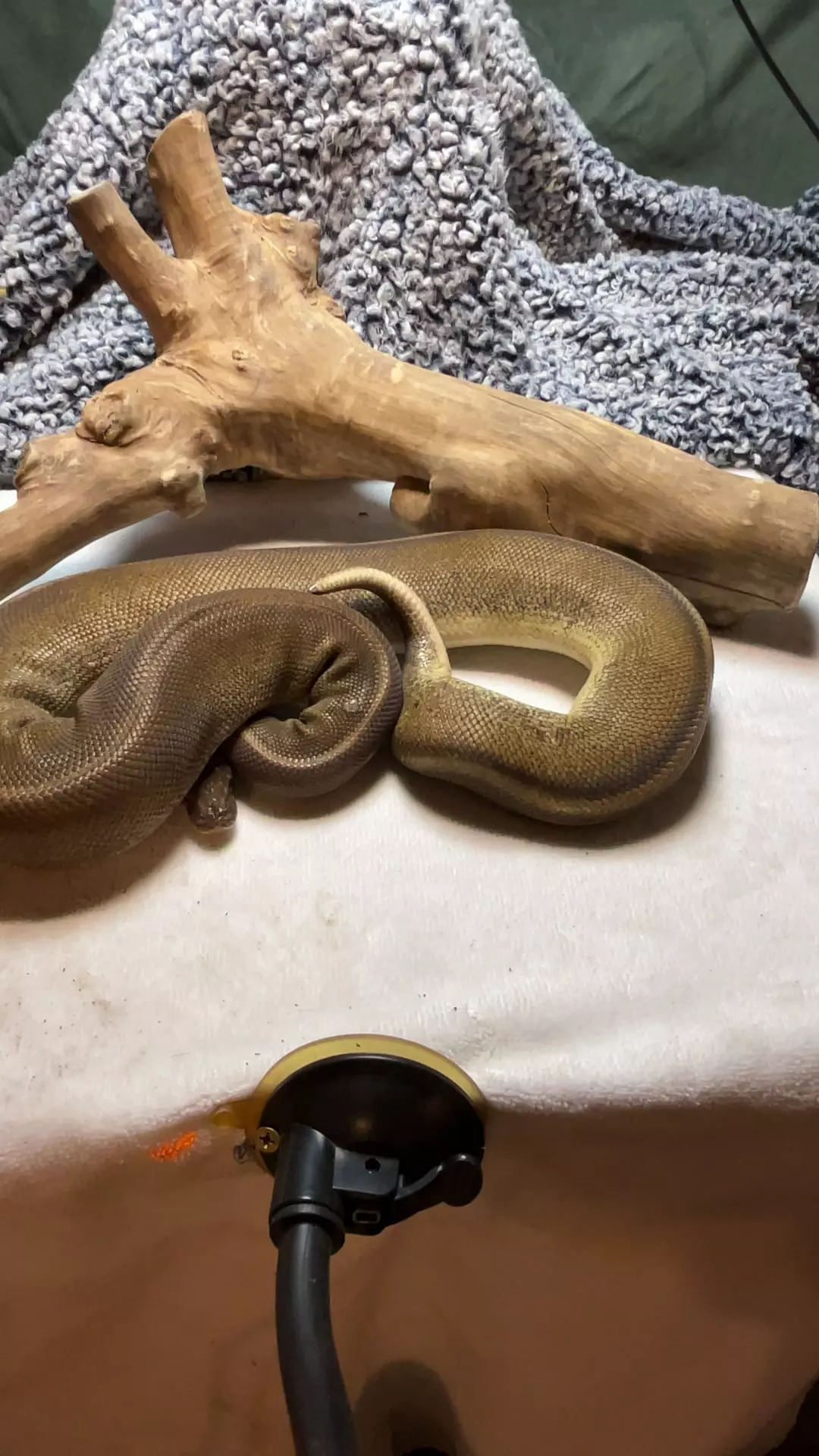 plant/blackhead Mojave g stripe-0