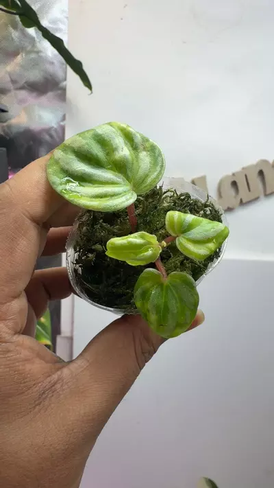plant/Peperomia atomic fusion-0-thumbnail