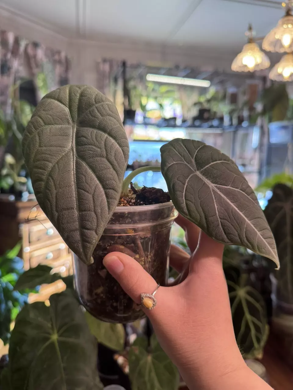 plant/alocasia maharani-0