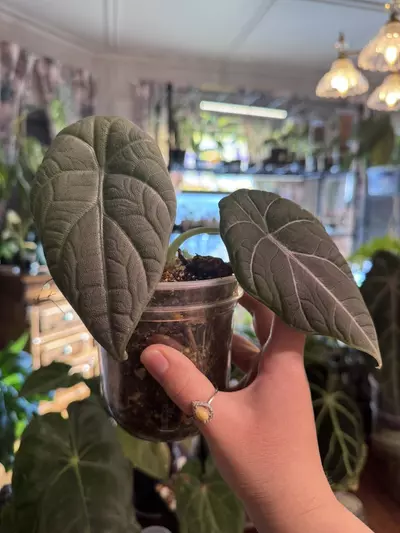 plant/alocasia maharani-0-thumbnail