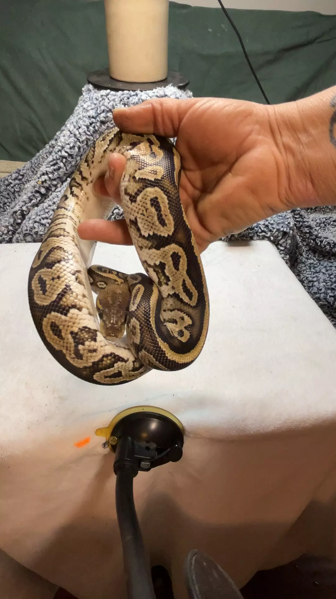 plant/male super bongo-0