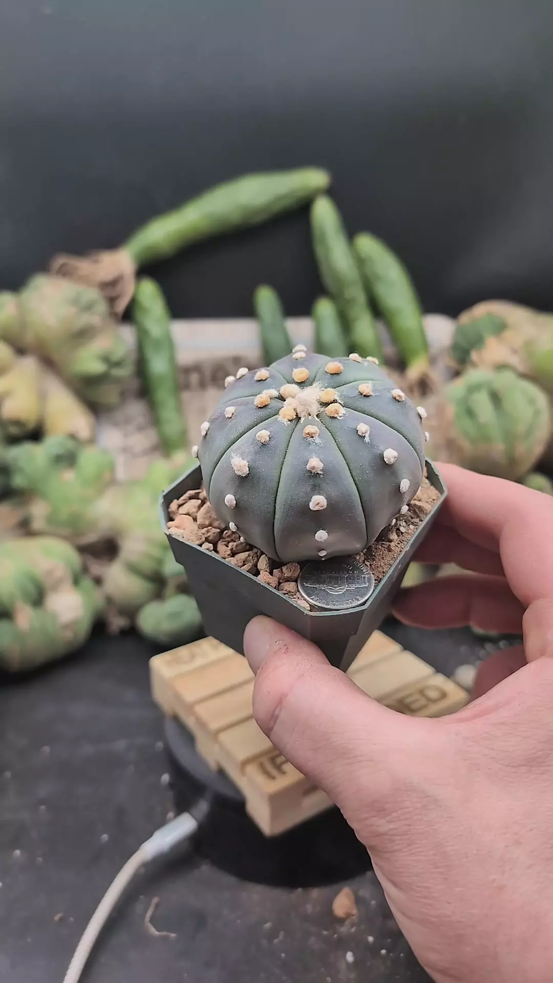 plant/p294 purple Astro asterias 2.75" pot-0