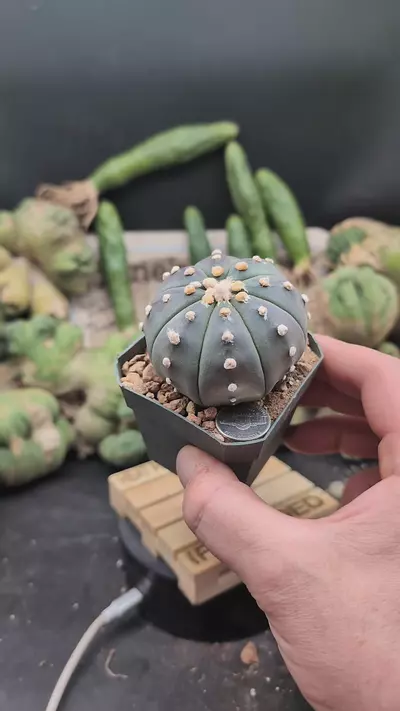 plant/p294 purple Astro asterias 2.75" pot-0-thumbnail