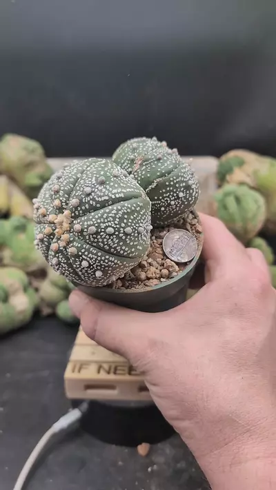 plant/p274 super Kabuto twins, bigger 4" pot-0-thumbnail