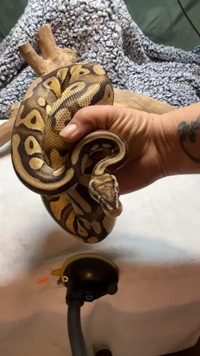 plant/female leopard pastel-0-thumbnail