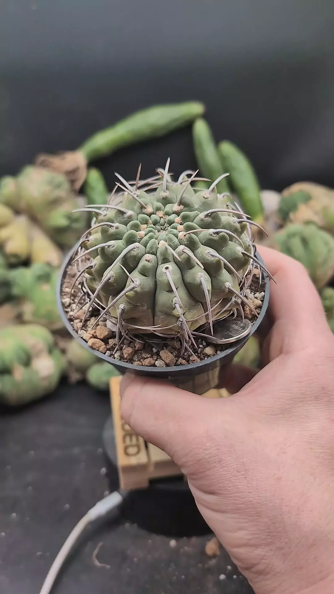 plant/p299 Gymno vatteri single spine up top 4" pot-0