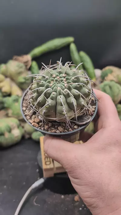 plant/p299 Gymno vatteri single spine up top 4" pot-0-thumbnail
