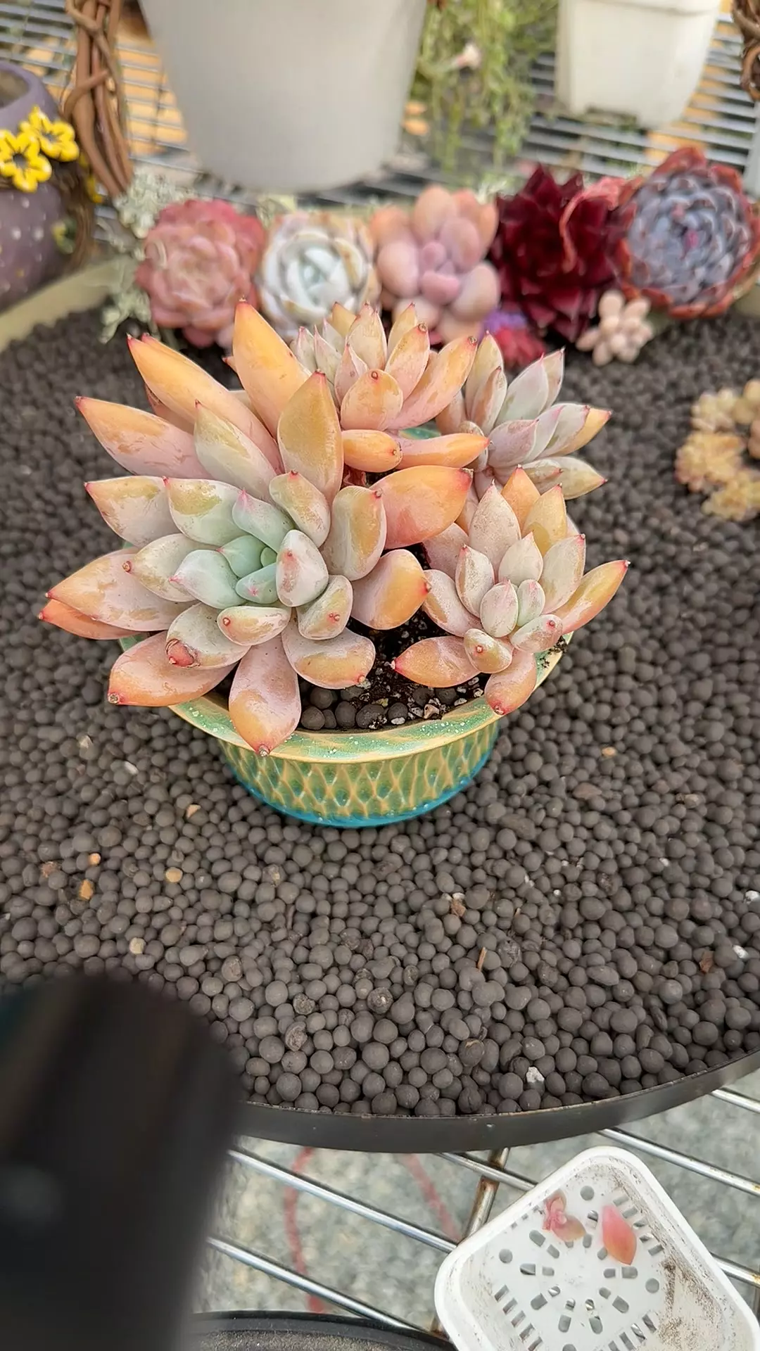 plant/G320 - E. Snow Leopard-0